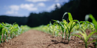 Odpowiednio realizowane procesy zwalczania chwastów, szkodników, insektów