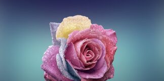 Czym się różni wynalazek od odkrycia?