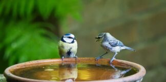 Czy mówi się para majtek?