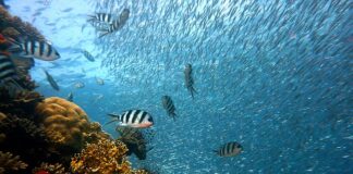 Kiedy są dobre brania ryb?