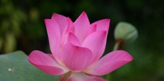 Jak się pisze po angielsku 10?