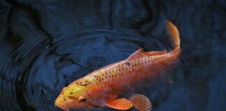 Kiedy karpie przestają żerować?