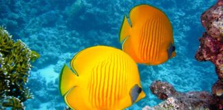 Czy można nurkować w jeziorze?