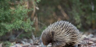 Od jakiego wieku kolczatka?