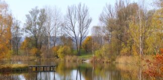 Jak złowić okonia na spinning?