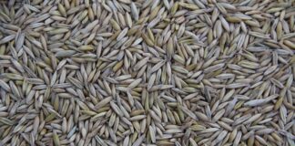 Kto produkuje kamery GoPro?