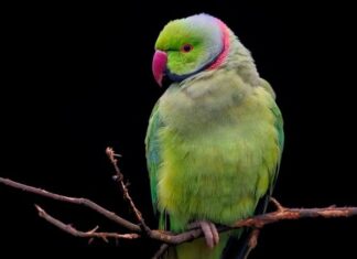 Kiedy założyć psu obroże?