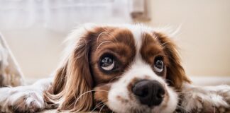 Jak zmusić psa do posłuszeństwa?