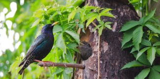 Jaki pies jest najsilniejszy na świecie?