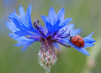 Ile punktów za nie zatrzymanie się na stopie?