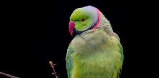 Czy pies może nosić obroże cały czas?