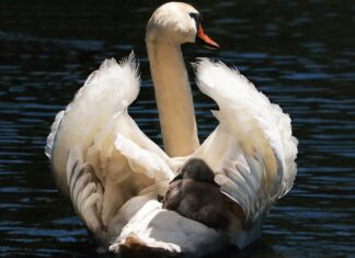 Co lepsze fotelik czy przyczepka do roweru?