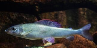 Na co złapać halibuta?