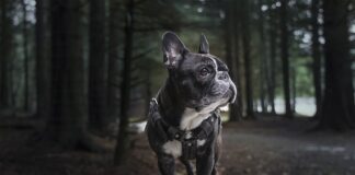 Jak prawidłowo założyć uprząż?