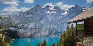 Ile schronisko dostaje za psa?