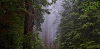 Jaki jest narodowy sport Czech?