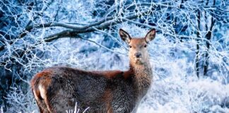 Co można robić w zimie po niemiecku?