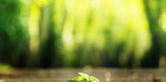 Jak znaleźć pająka w domu?