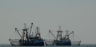 Gdzie kupić prawdziwe paluszki krabowe?