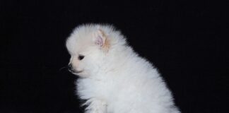 Jak się rozmnażają pajęczaki?