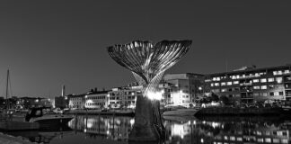 Jak wyglądają przywry?