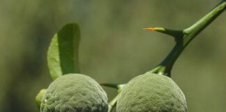 Jak smakuje owoc yuzu?