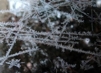 Czy można mrozić świeżego ananasa? Czy można mrozić świeżego ananasa?
