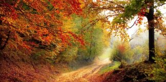 O jakiej porze dnia najlepiej jeść owoce?