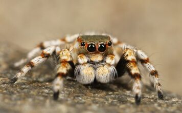 Jakie zwierzę poluje na pająki?