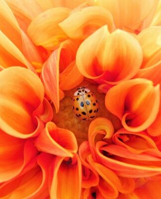 Po czym poznać że mam pasożyty?