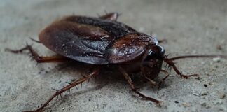 Czy karaluchy gryzą ludzi?