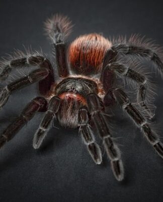 Jakie są stawonogi?