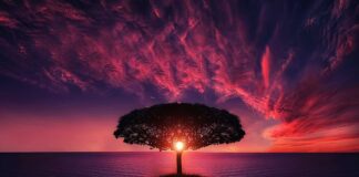 Jakie drzewa owocowe mogą rosnąć obok siebie?