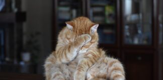 Czy parówki są dobre dla dzieci?