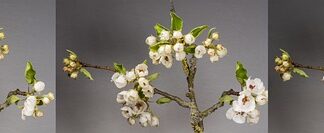 Z jakim owocem nie można wsiąść do samolotu?