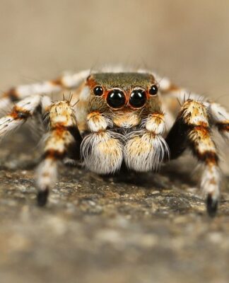 Jaki jest najgorszy pająk w Polsce?