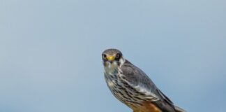 Na co pomagają poziomki?