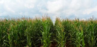 W jakiej mące obtaczać owoce?