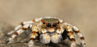 Czy każdy pająk w Polsce jest jadowity?