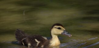 Jaki owoc jest najsłodszy na świecie?