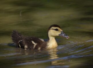 Jaki owoc jest najsłodszy na świecie?