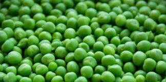 Czy zalewa z groszku jest zdrowa?