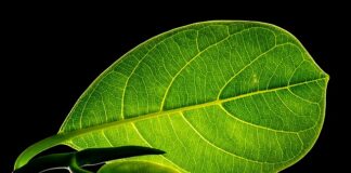 Czy Chlebowiec i Durian to to samo?