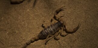 Jakie zwierzęta należą do pajęczaków?