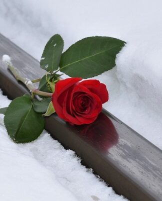 Co bardziej boli osa czy pszczołą?