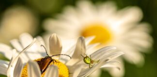 Ile rodzi się pająków?