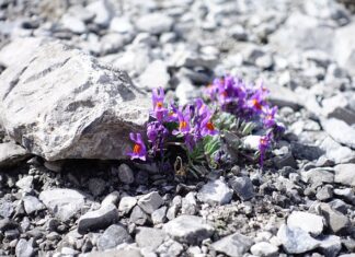 Co zrobić żeby nie śmierdziało z szamba?