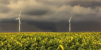 W jakiej kolejności obtaczać schabowe?