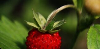 Czy poziomka ma witaminy?