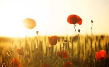 Ile mąki ziemniaczanej do dżemu?